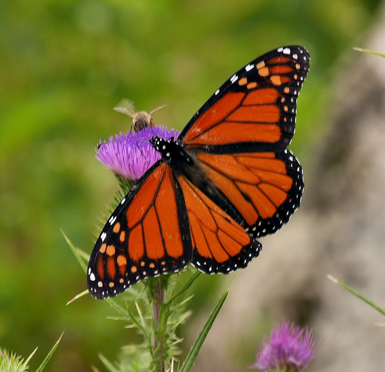 13danaus_plexippus1030758w