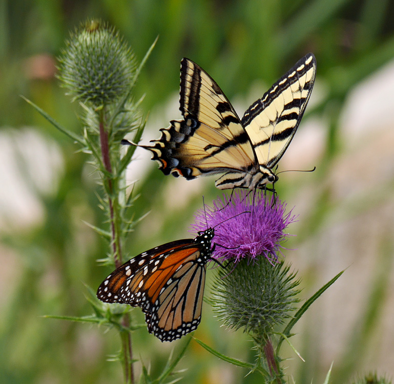 13danaus_plexippus1030758w