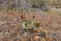 01-asclepias_cordifolia1220297w