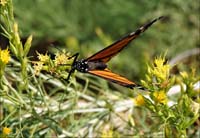 01danaus_plexippus07747w