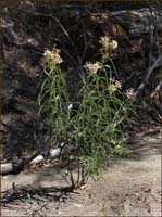 02asclepias_fascicularis3359w