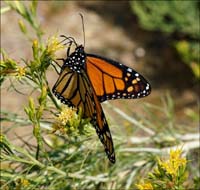 02danaus_plexippus07749w