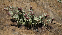 03asclepias_speciosa1250460w