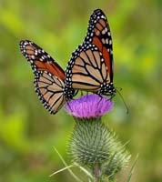 03danaus_plexippus1020208w