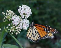 04critter_danaus_plexippus8509w