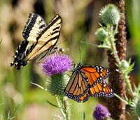 04danaus_plexippus1020270w