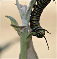 05danaus110030w