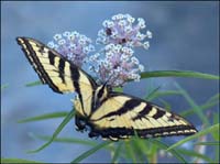 06critter_swallotail1070912w