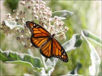 06danaus1130575aw