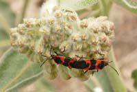 07Oncopeltus_fasciatus1250464w
