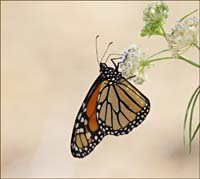 07danaus_plexippus1040535aw