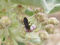 08asclepias_speciosa1250469w