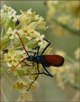 09Pepsis_grossa1260563w