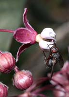 10critter_asclepias_speciosa5220w