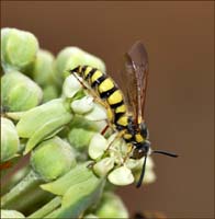 11critter_milkweed1260573w
