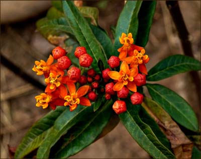 02asclepias_curassavica1341w
