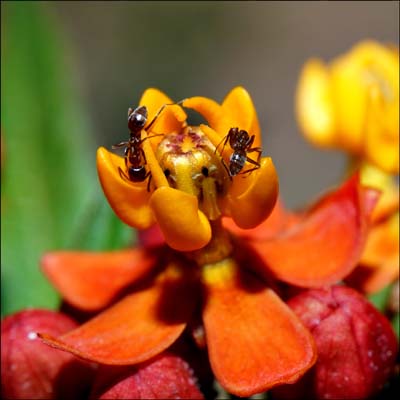 03asclepias1191w