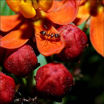 04asclepias1194w