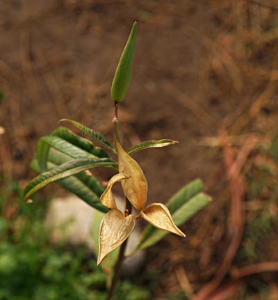 05asclepias_curassavica0206w