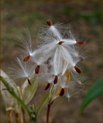 05asclepias_curassavica0206w