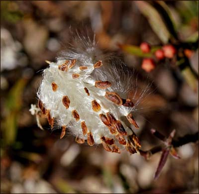 06asclepias_curassavica1725w