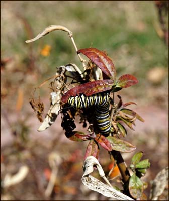 07asclepias_curassavica-danaus1729w