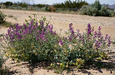 01b-astragalus_lentiginosus_var_variabilis01785w