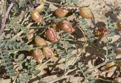 01d-astragalus_lentiginosus1390186