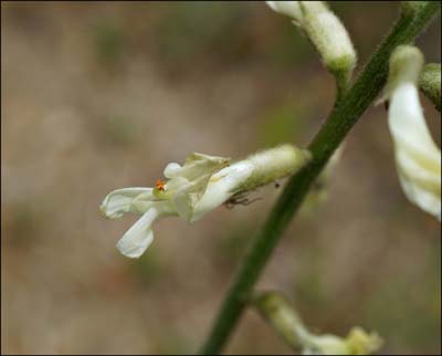 02a-astragalus_lentiginosus_var_nigricalycis01938w