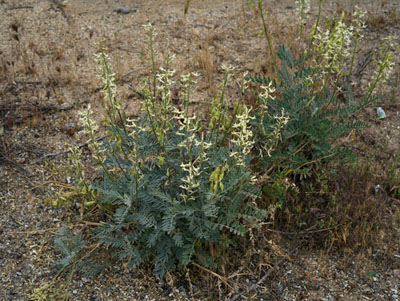 02c-astragalus_lentiginosus_var_nigricalycis1390237aw