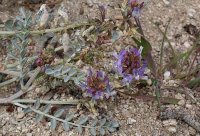 03b-astragalus_whitneyi1110387aw