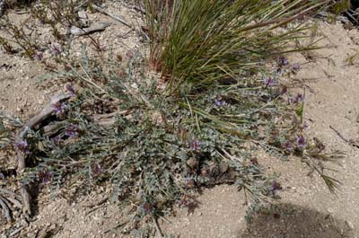 03c-astragalus_whitneyi1110386aw
