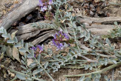 03d-astragalus_whitneyi1110389aw