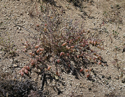 03c-astragalus_whitneyi1110386aw