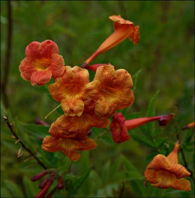 03mimulus_aurantiacus08655w