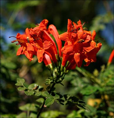 05tecomaria_capensis08821w