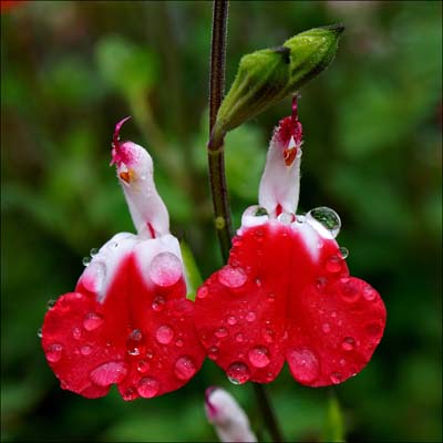 07salvia_greggii00990w