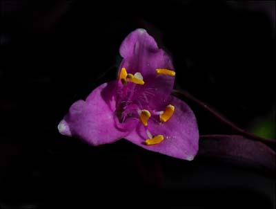 09b-tradescantia_pallida10116aw