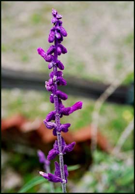 09c-salvia_leucantha1964w