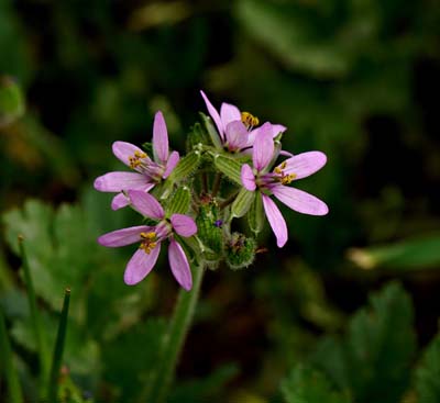 09e-erodium00869w