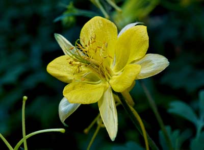 12aquilegia01722w