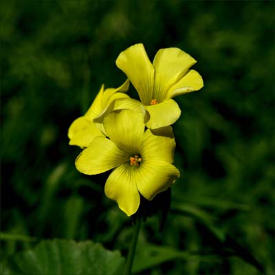 17oxalis9420w