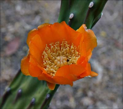 18cactus05286aw