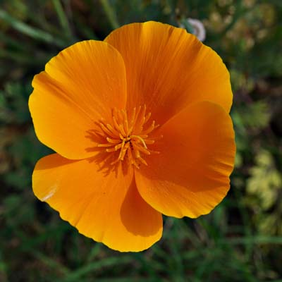 19eschscholzia_californica01189w