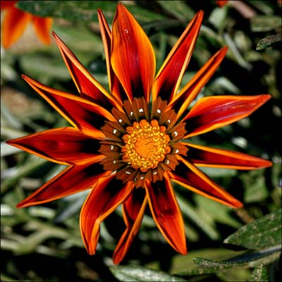 20a-floral1153w