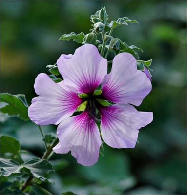 21hibiscus_siriacus06264w