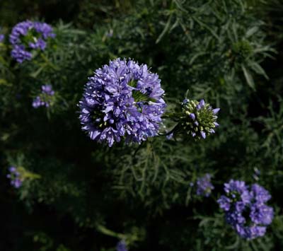 23ceanothus06622w