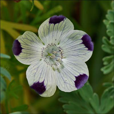24nemophila_maculata00704aw
