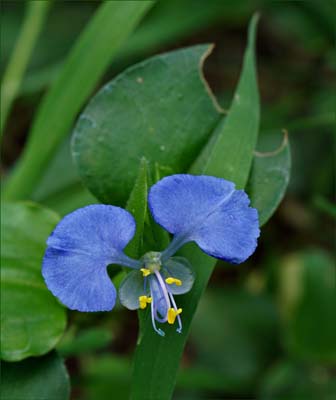 25commelina00957w
