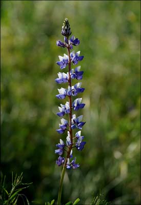 26lupinus_succulentus06291w